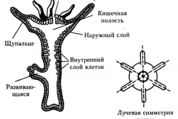 Kraken зеркало рабочее